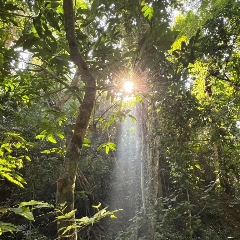 primeval forest park 西雙版納勐臘植物園,原始熱帶雨林頂層樹冠灑下神聖耶穌光,穿透濃密綠葉的金色光束,宛如人間仙境,是西雙版納雨林生態絕美秘境。